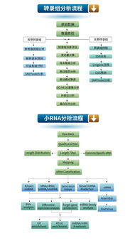 生工生物優質技術服務推薦 高通量測序與轉錄組、小RNA分析